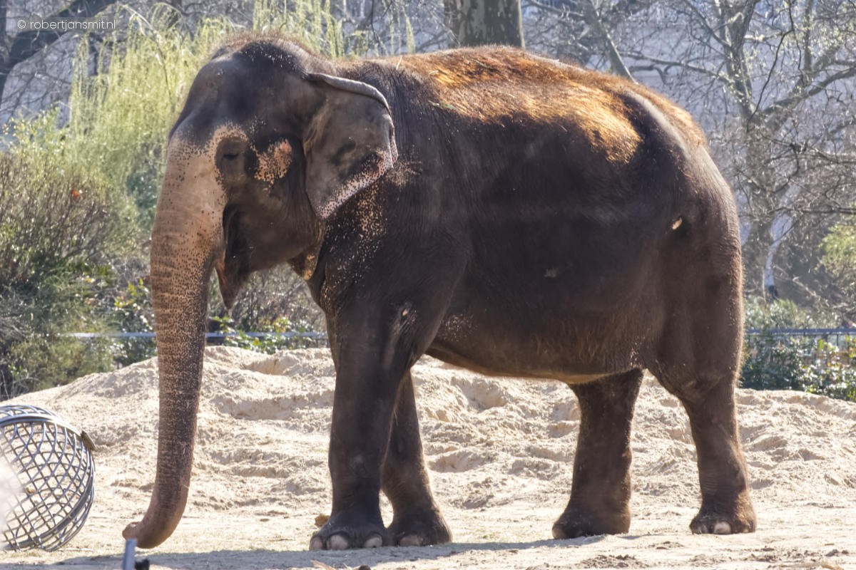 Foto van Aziatische Olifant (Elephas maximus) in Zoo Berlin