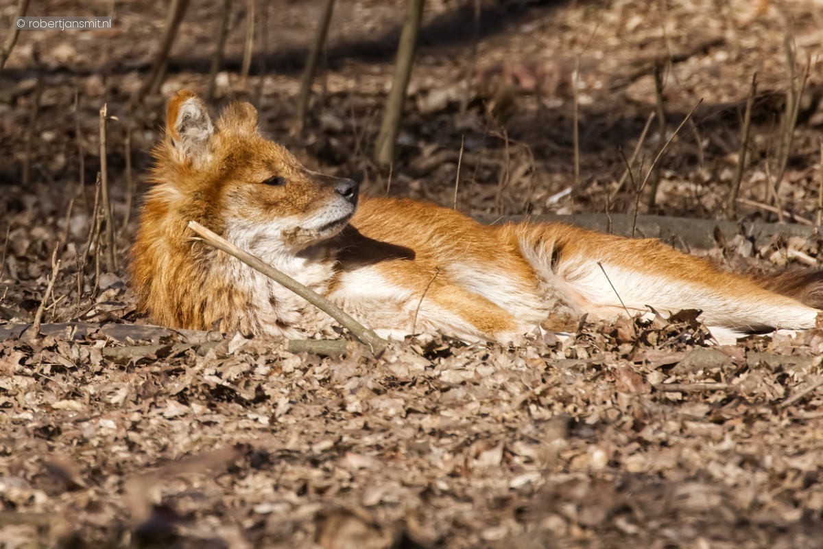 Foto van Aziatische wilde hond (Cuon alpinus) in Tierpark Berlin