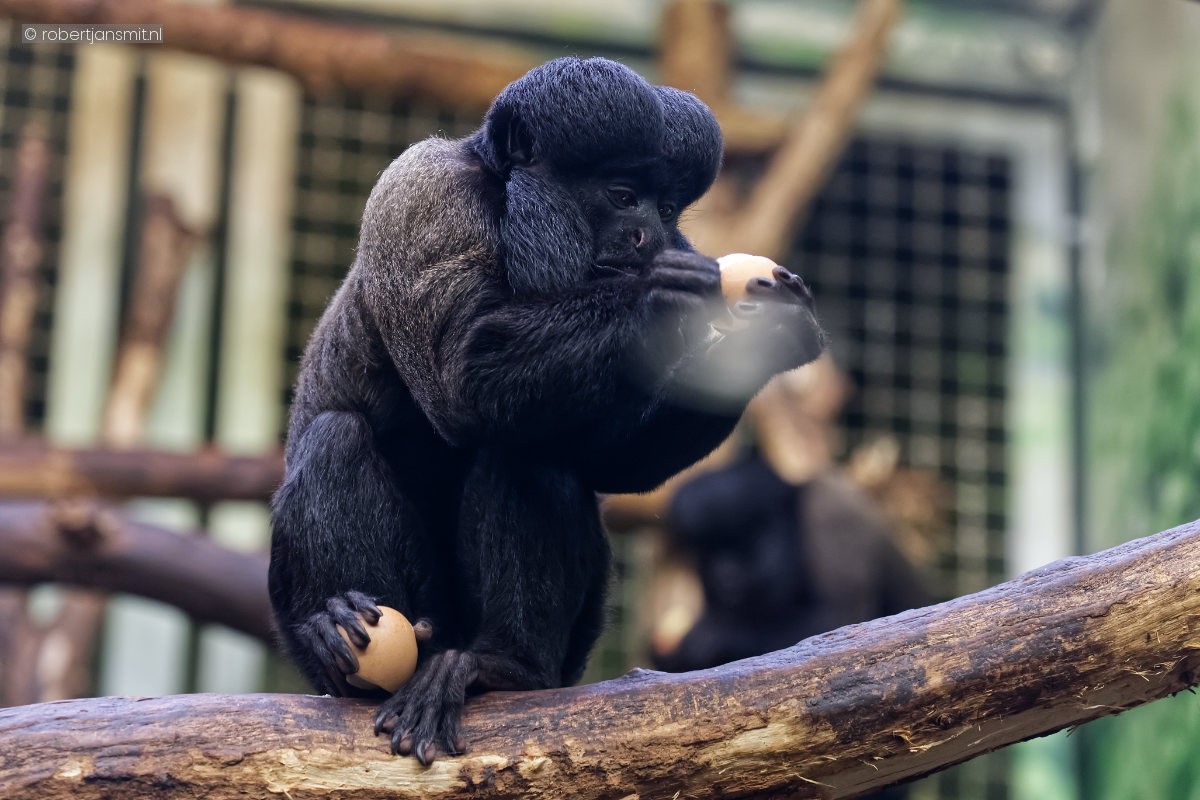 Foto van Baardsaki (Chiropotes satanas) in Tierpark Berlin