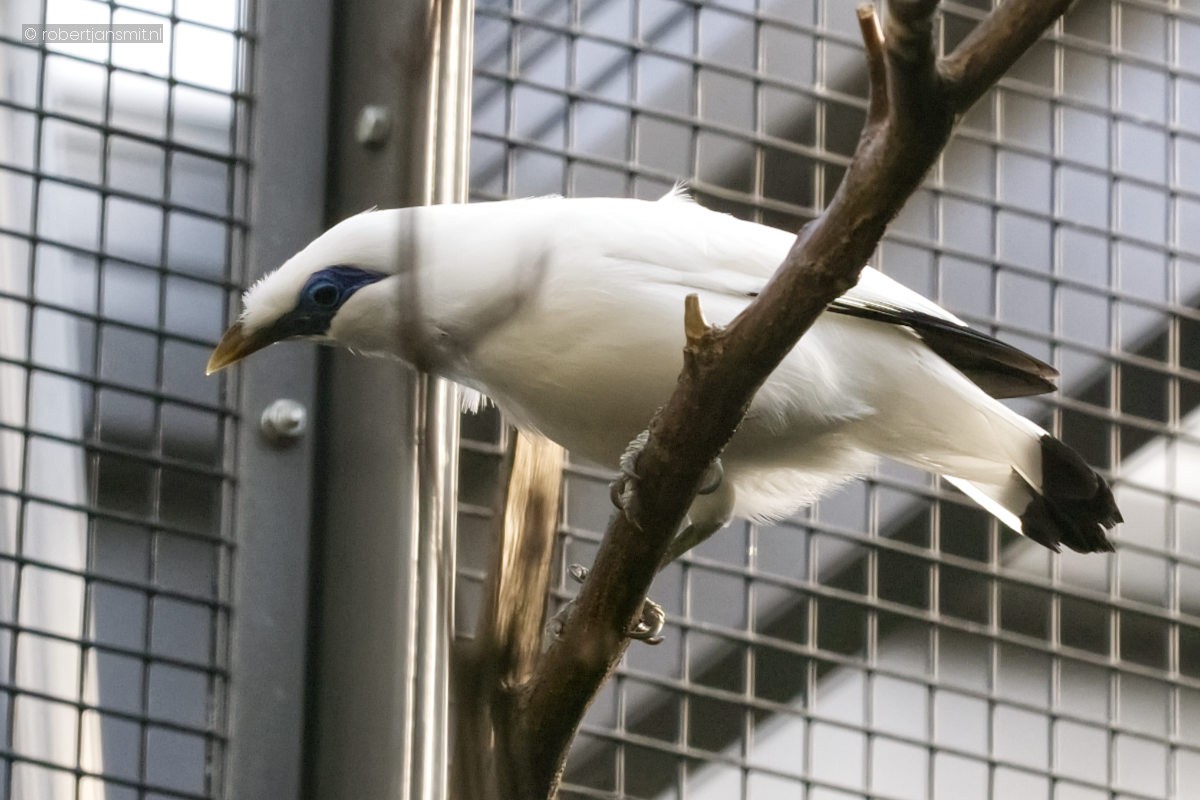 Foto van Balispreeuw (Leucopsar rothschildi) in Zoo Berlin