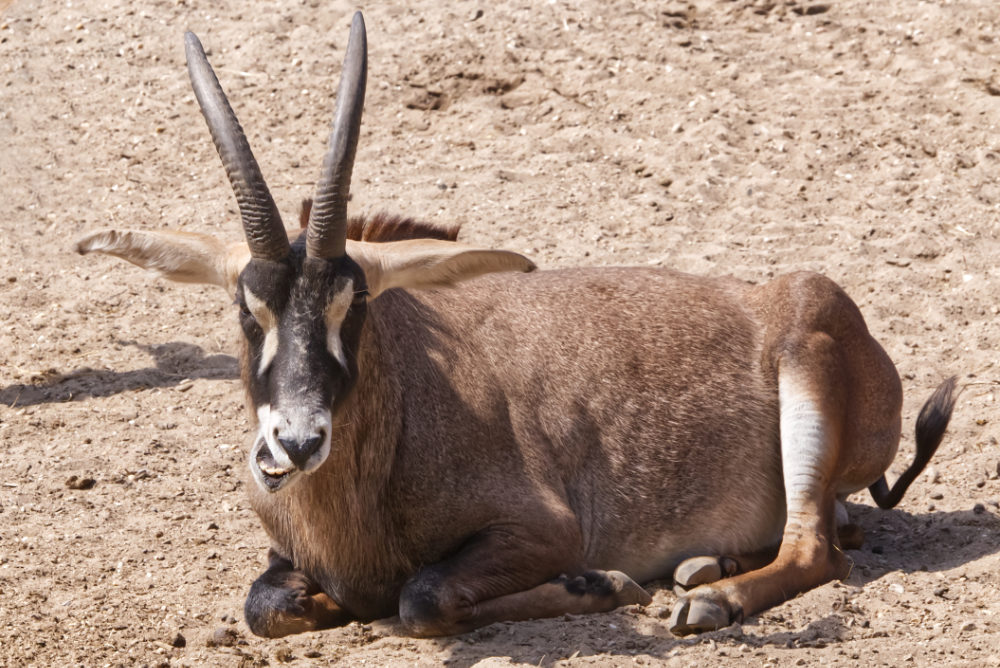 Basterdgemsbok 
