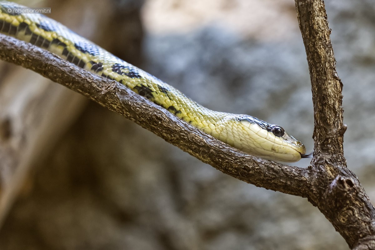 Foto van Beauty rattenslang (Orthriophis taeniurus) in Tierpark Berlin