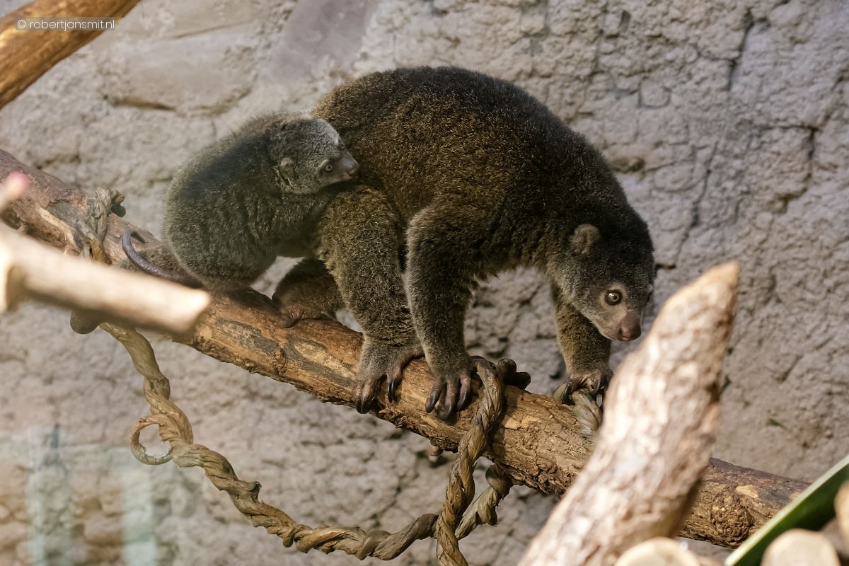 Foto van Beerkoeskoes (Ailurops ursinus) in Tierpark Berlin