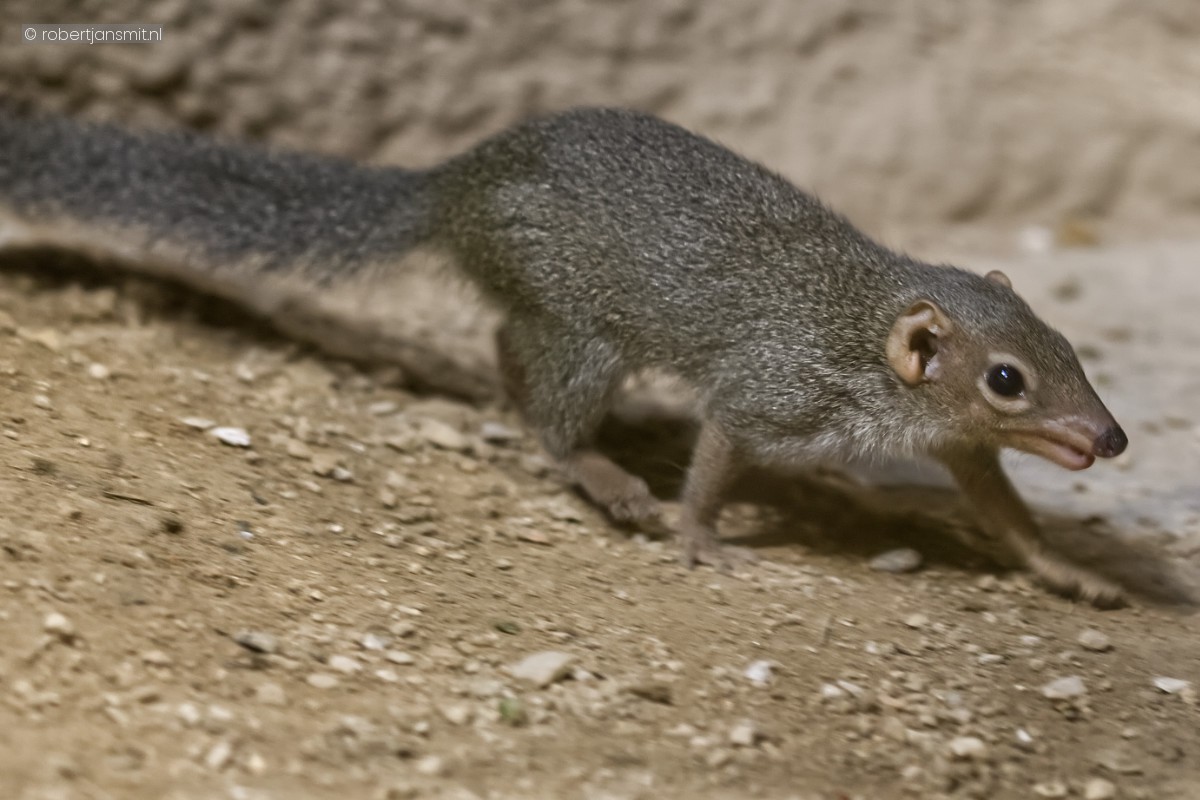 Foto van Belangers toepaja (Tupaia belangeri) in Tierpark Berlin