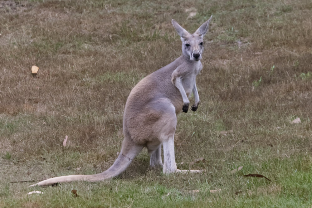 Foto van Bennett wallaby (Notamacropus rufogriseus) in ZooParc Overloon