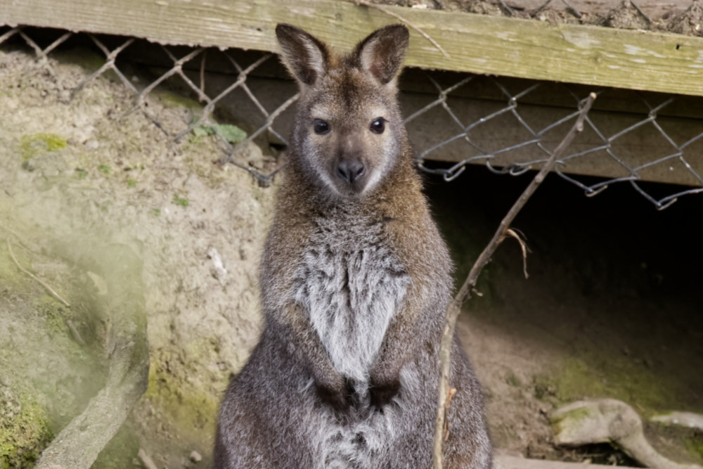 Bennett wallaby 