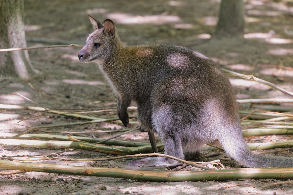 Bennett wallaby 