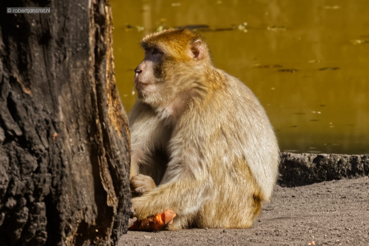 Foto van Berberaap (Macaca sylvanus) in Tierpark Berlin