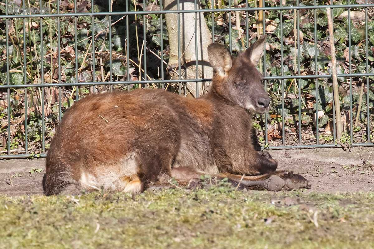 Foto van Berg Wallaroe (Macropus robustus) in Tierpark Berlin