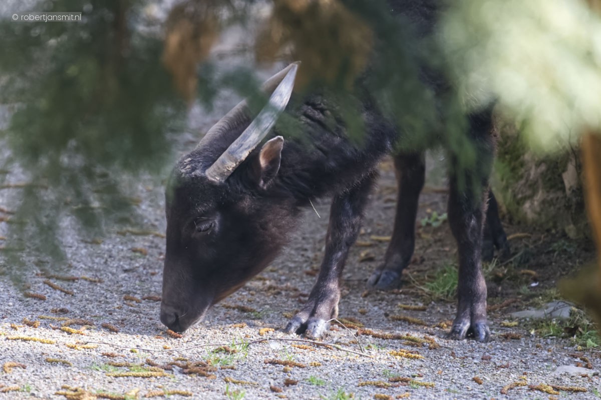 Foto van Berganoa (Bubalus quarlesi) in Zoo Krefeld