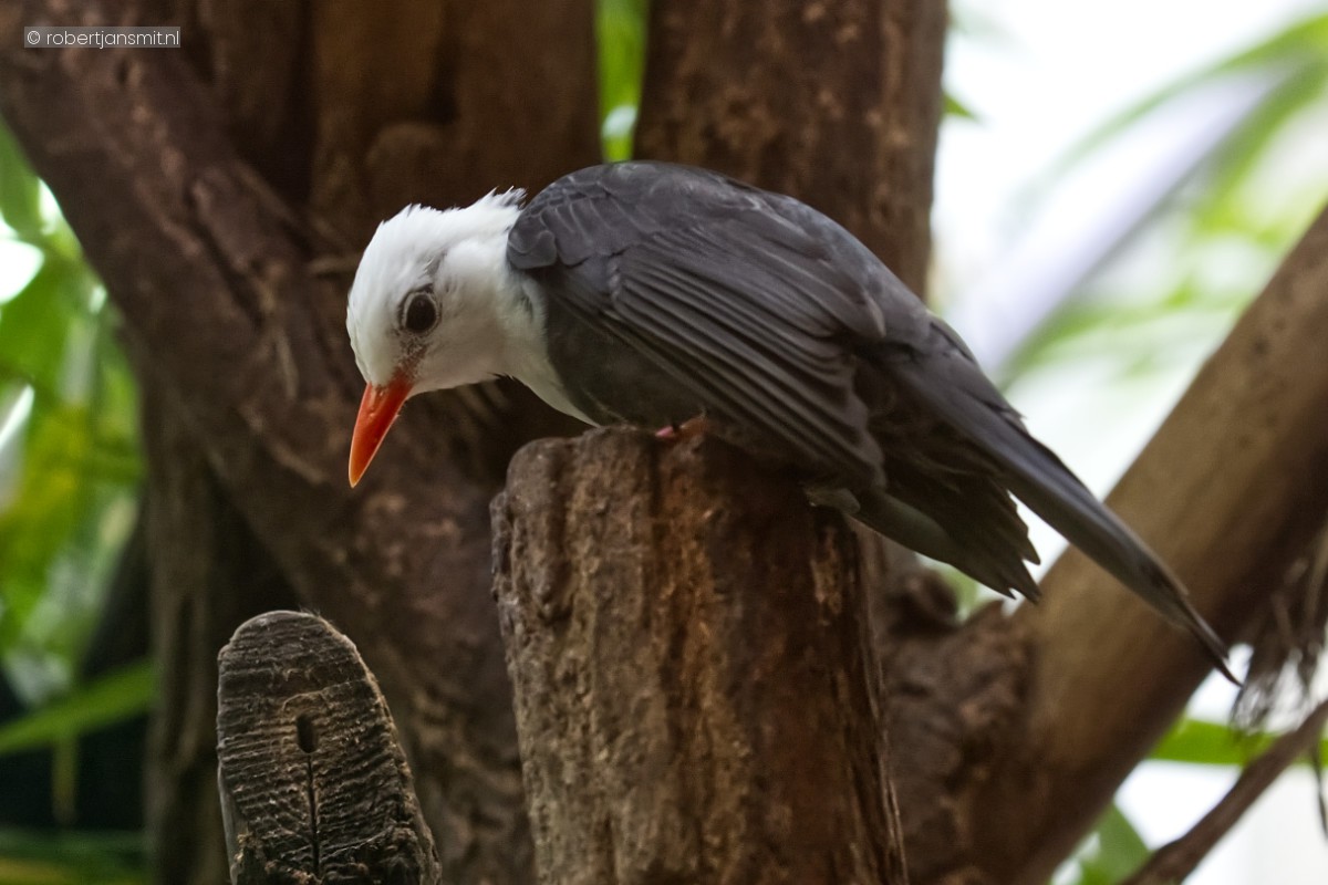 Foto van Binghams buulbuul (Hypsipetes thompsoni) in Tierpark Berlin