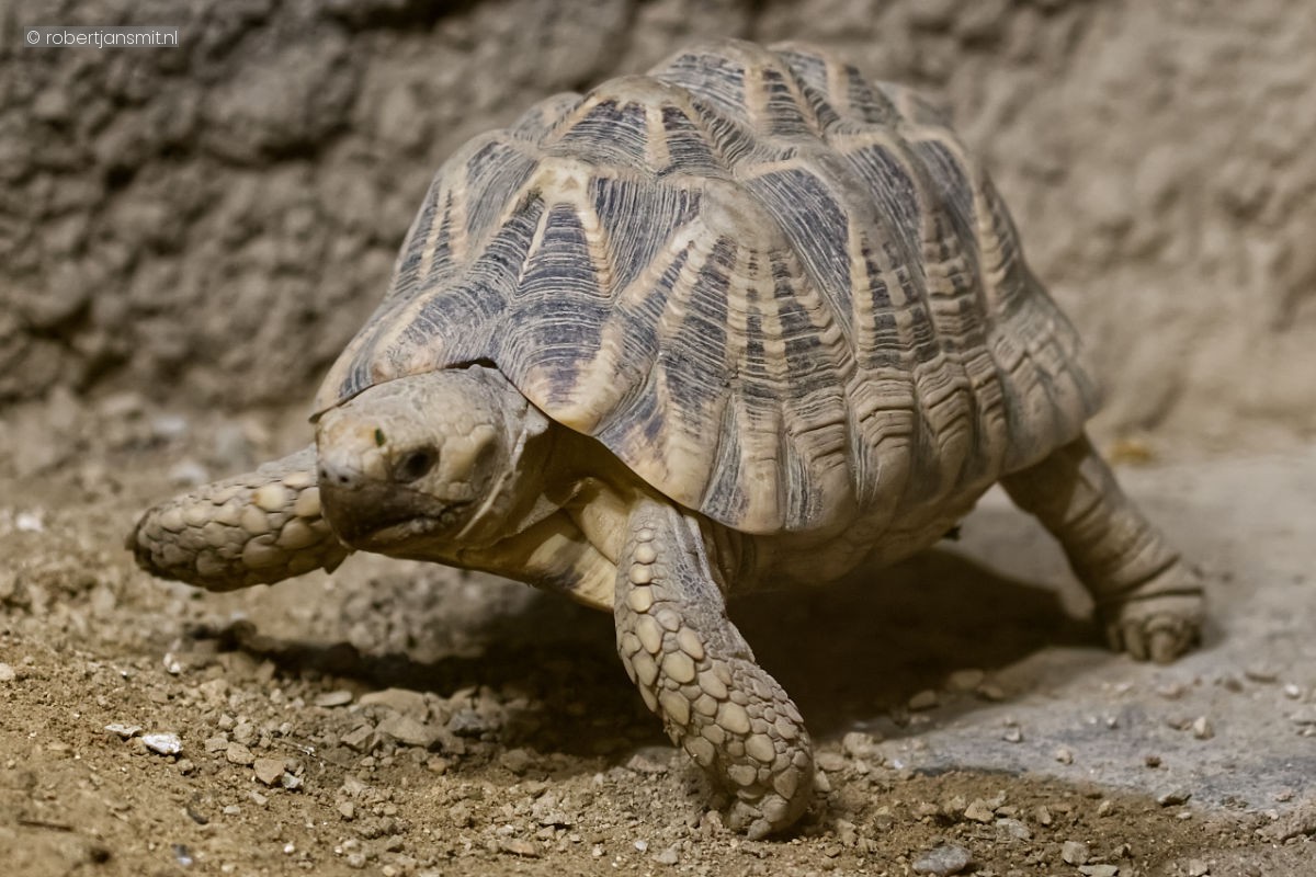 Foto van Birmaanse sterschildpad (Geochelone platynota) in Tierpark Berlin