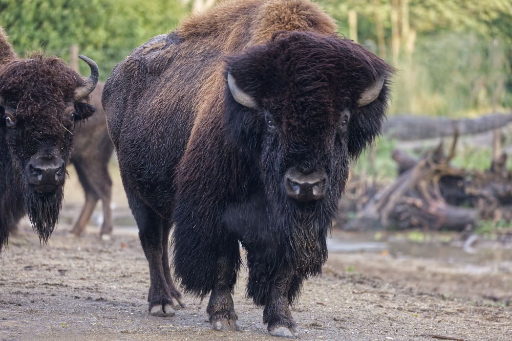 Bison 