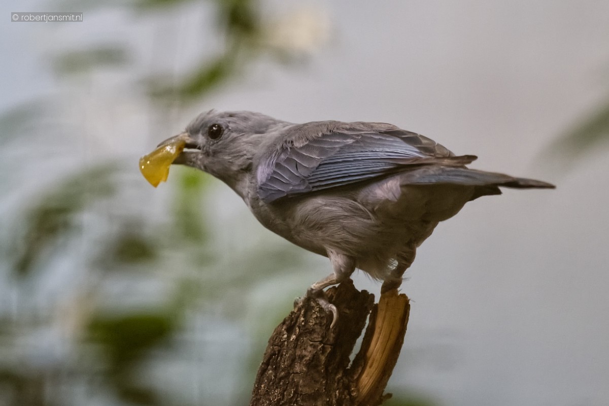 Foto van Bisschopstangare (Thraupis episcopus) in Zoo Berlin