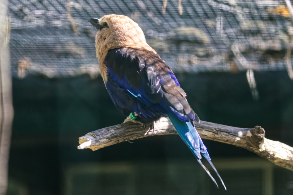 Blauwbuikscharrelaar 