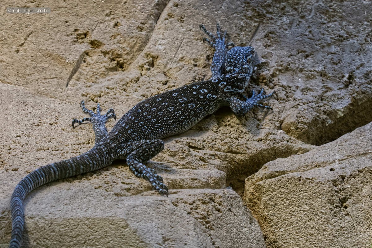 Foto van Blauwe Boomvaraan (Varanus macraei) in Tierpark Berlin