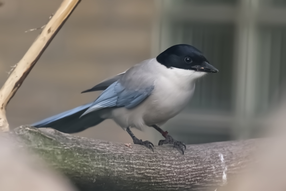Blauwe ekster 