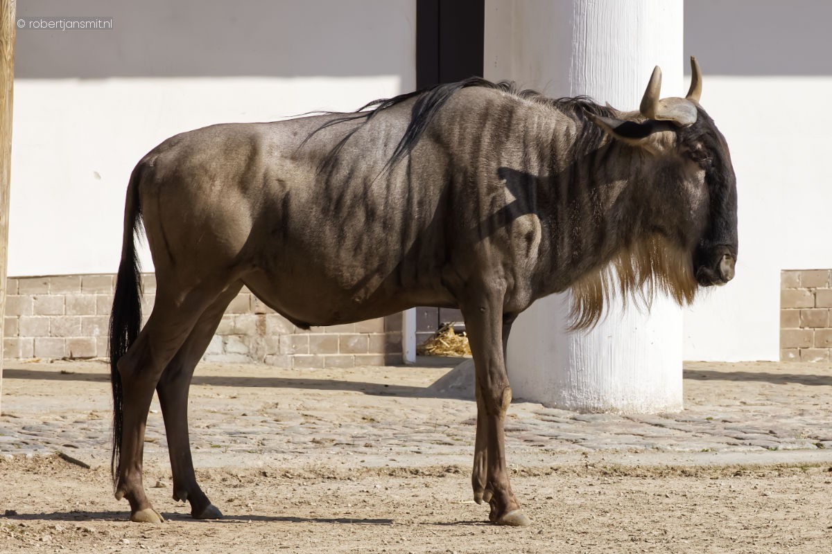 Foto van Blauwe Gnoe (Connochaetes taurinus) in Zoo Berlin