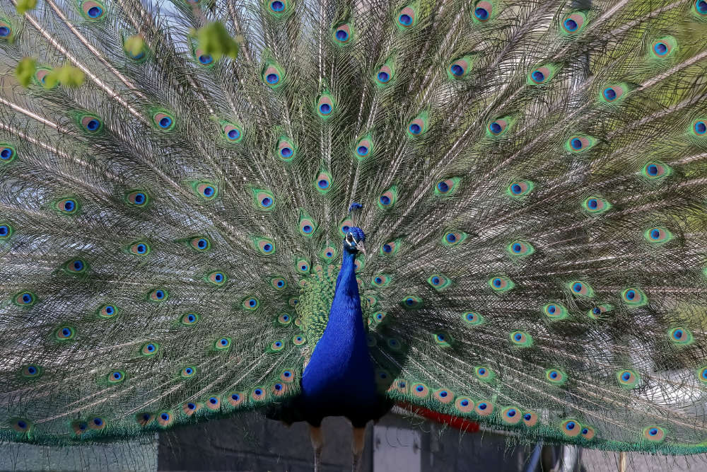 Blauwe pauw 