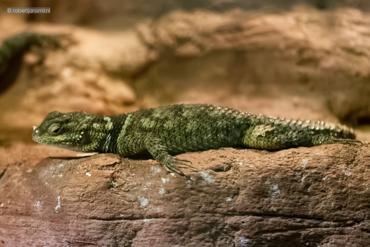 Foto van Blauwe stekelleguaan (Sceloporus cyanogenys) in Dierenpark Amersfoort
