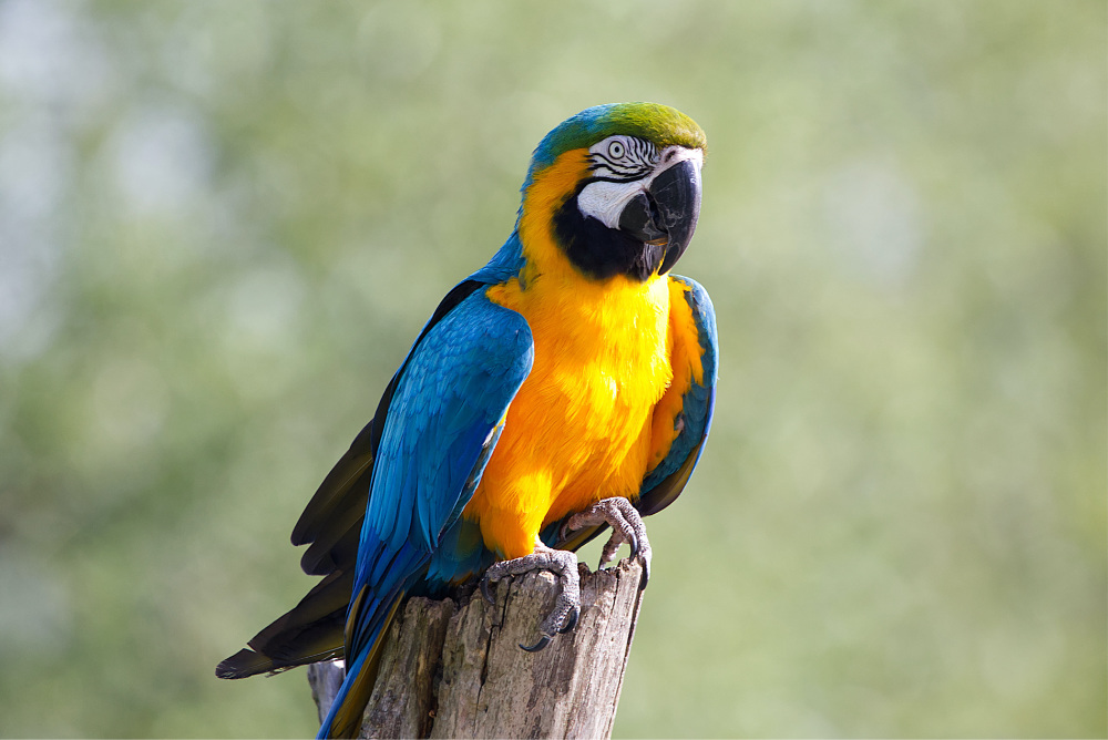Blauw-gele ara 