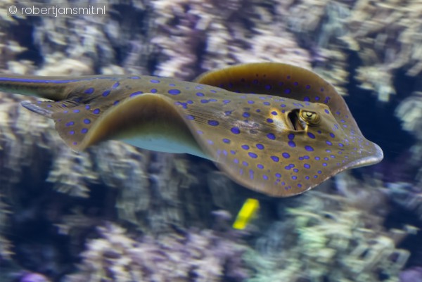 Foto van Blauwgespikkelde pijlstaartrog (Taeniura lymma) in Zoo Antwerpen België