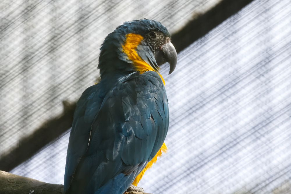 Blauwkeelara 