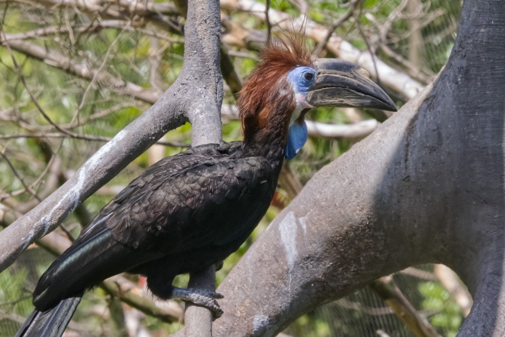 Foto van Blauwkeelneushoornvogel (Ceratogymna atrata) in Blijdorp Rotterdam