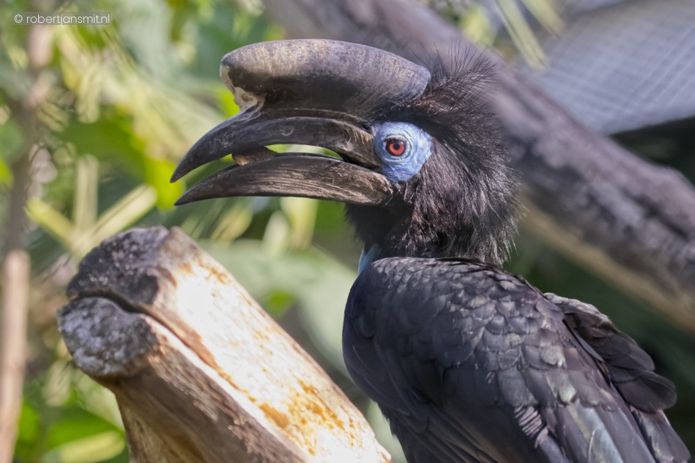 Foto van Blauwkeelneushoornvogel (Ceratogymna atrata) in Zoo Antwerpen België