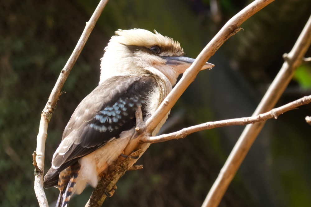 Blauw vl.kookaburra