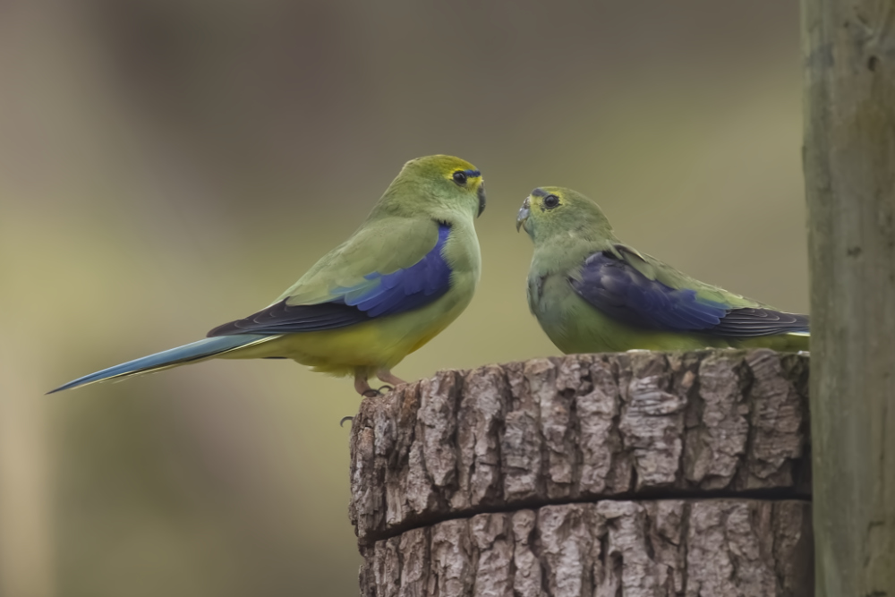 Blauwvleugelparkiet 