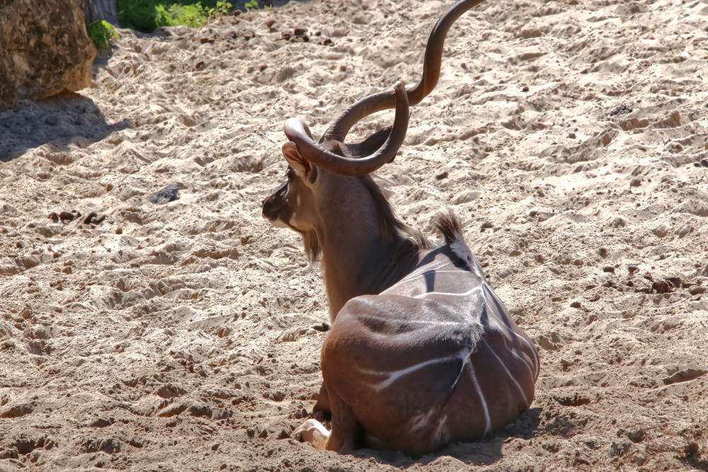 Blesbok 