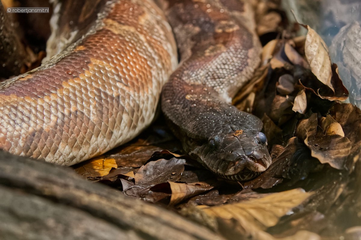 Foto van Bloed python (Python brongersmai) in Tierpark Berlin
