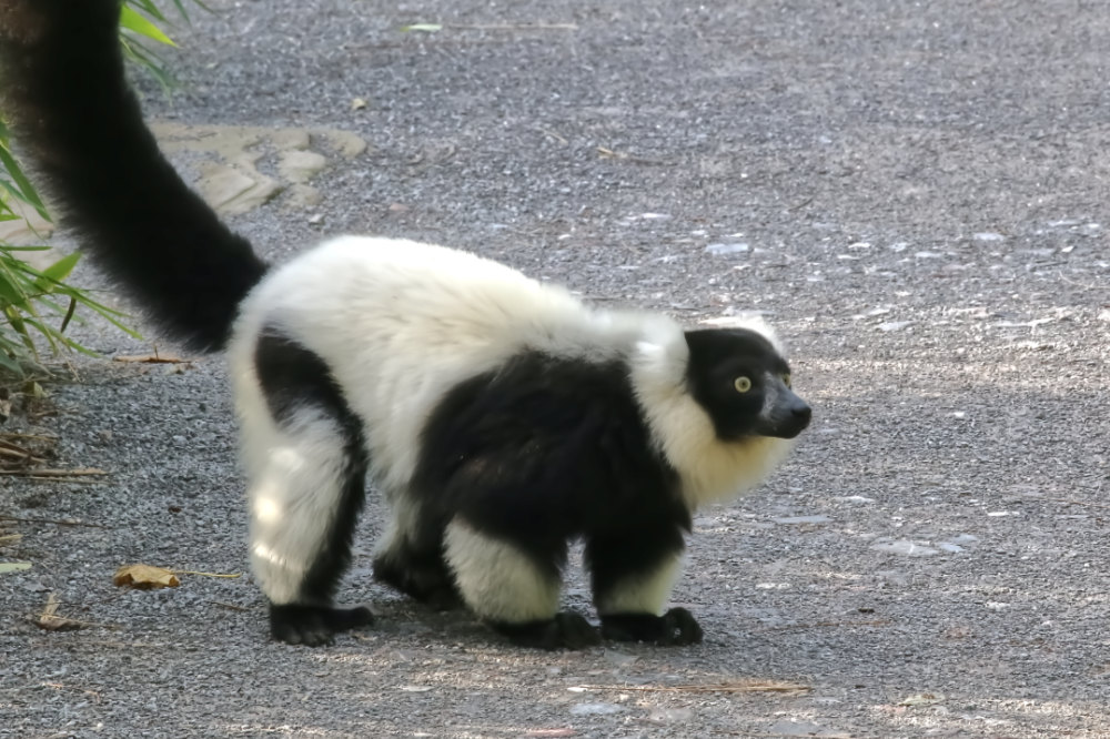 Bonte Vari 