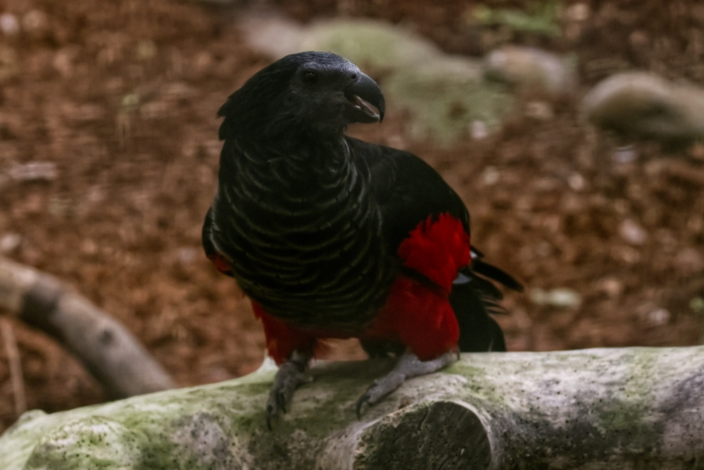 Foto van Borstelkoppapegaai (Psittrichas fulgidus) in Pairi Daiza België