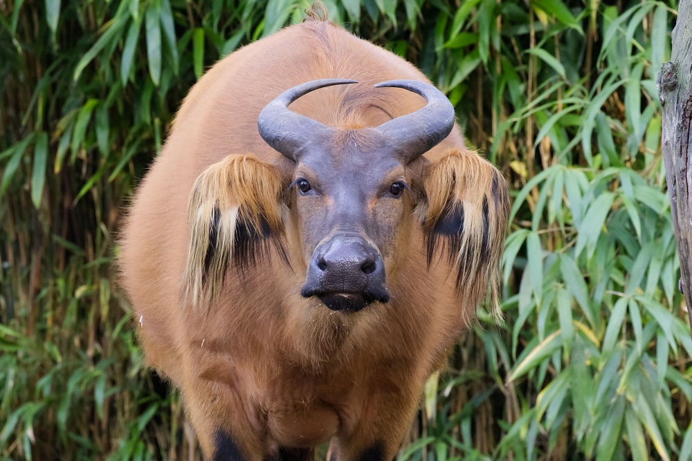 Bosbuffel 