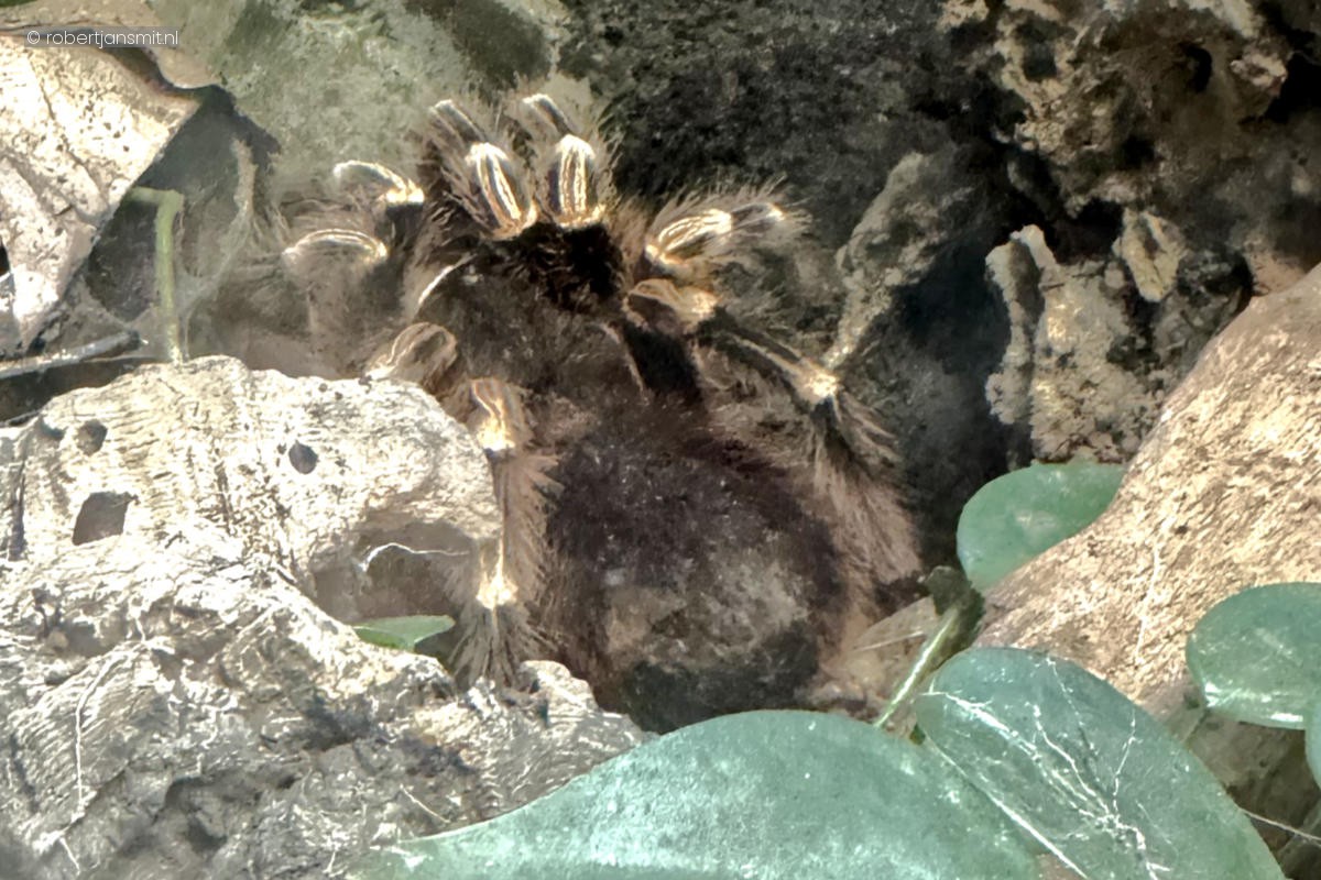 Foto van Braziliaanse witknievogelspin (Acanthoscurria geniculata) in Zoo Krefeld