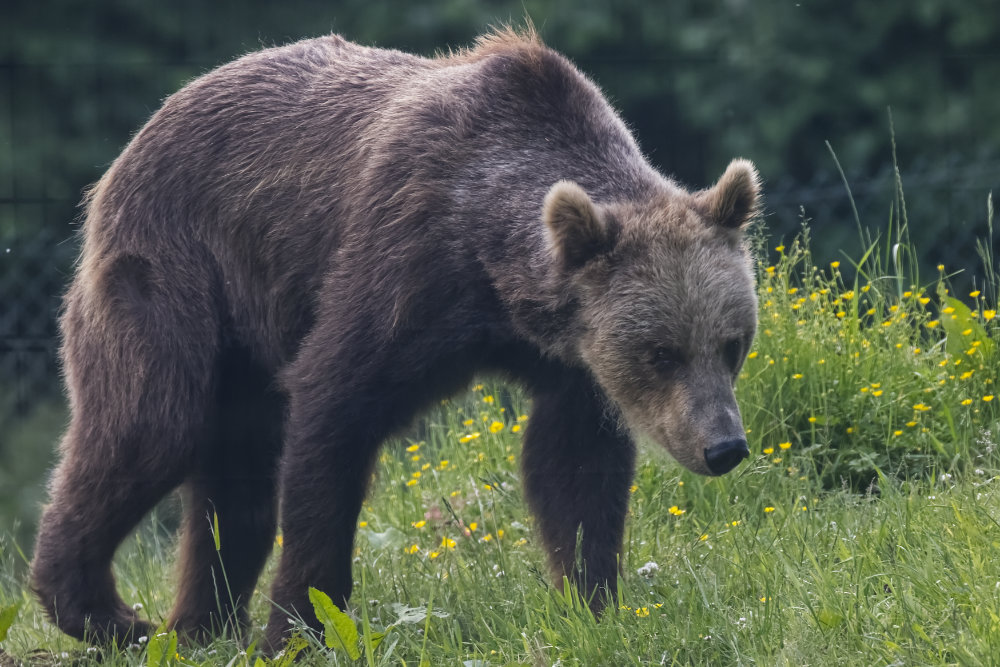 Foto van Bruine beer (Ursus arctos) in Eindhoven Zoo (voorheen Dierenrijk)