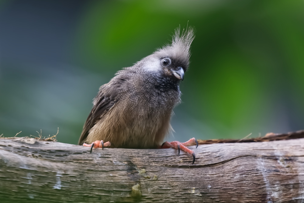 Bruine muisvogel 