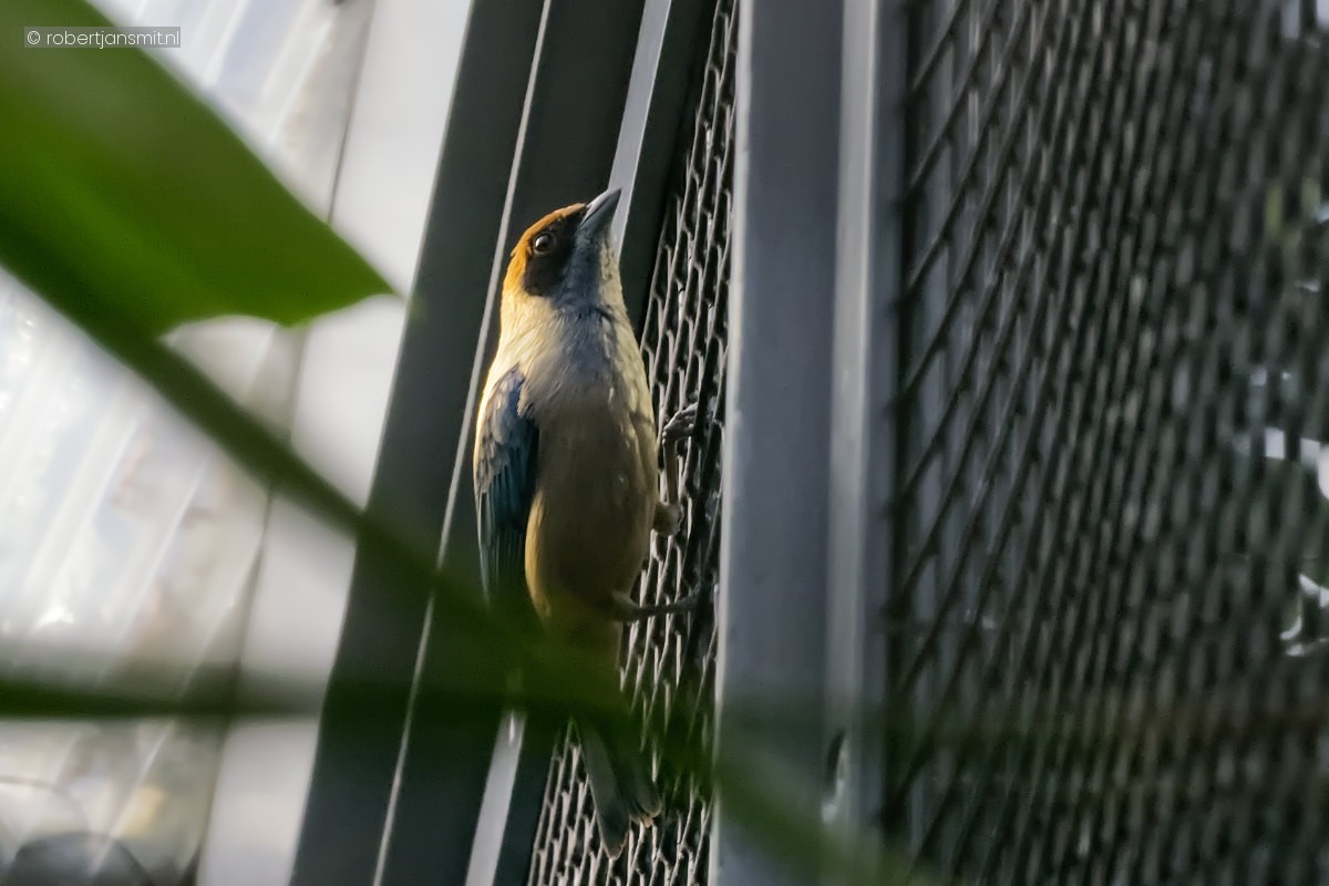 Foto van Bruinkopboomklever (Sitta pusilla) in Zoo Berlin