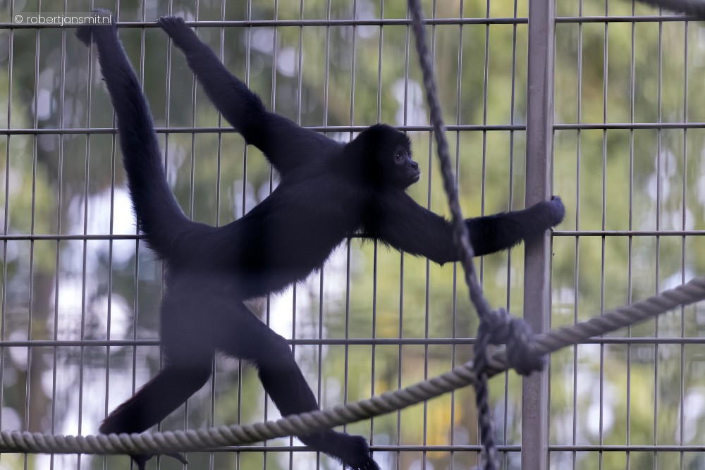 Foto van Bruinkopslingeraap (Ateles fusciceps) in Best Zoo, Best
