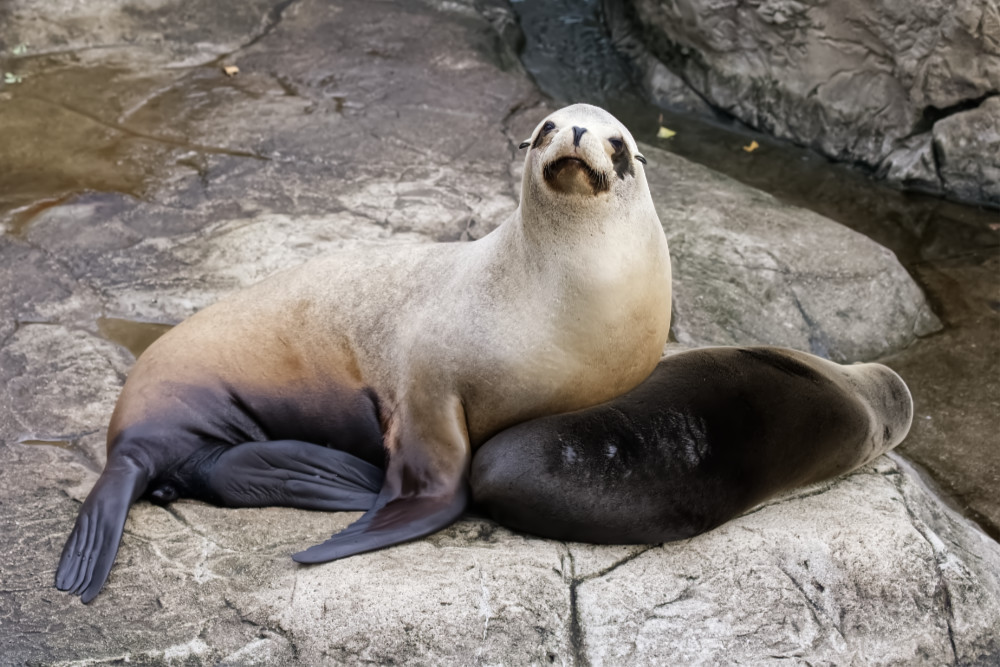 Californische zeeleeuw 
