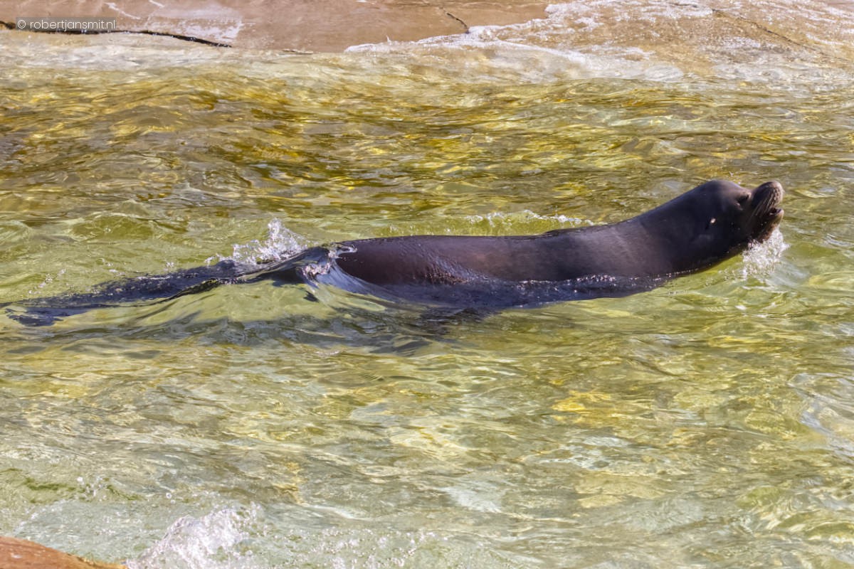 Foto van Californische zeeleeuw (Zalophus californianus) in Zoo Berlin