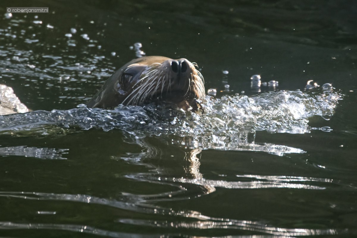 Foto van Californische zeeleeuw (Zalophus californianus) in Zoo Krefeld