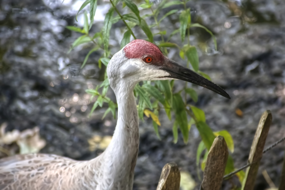 Canadese kraanvogel 