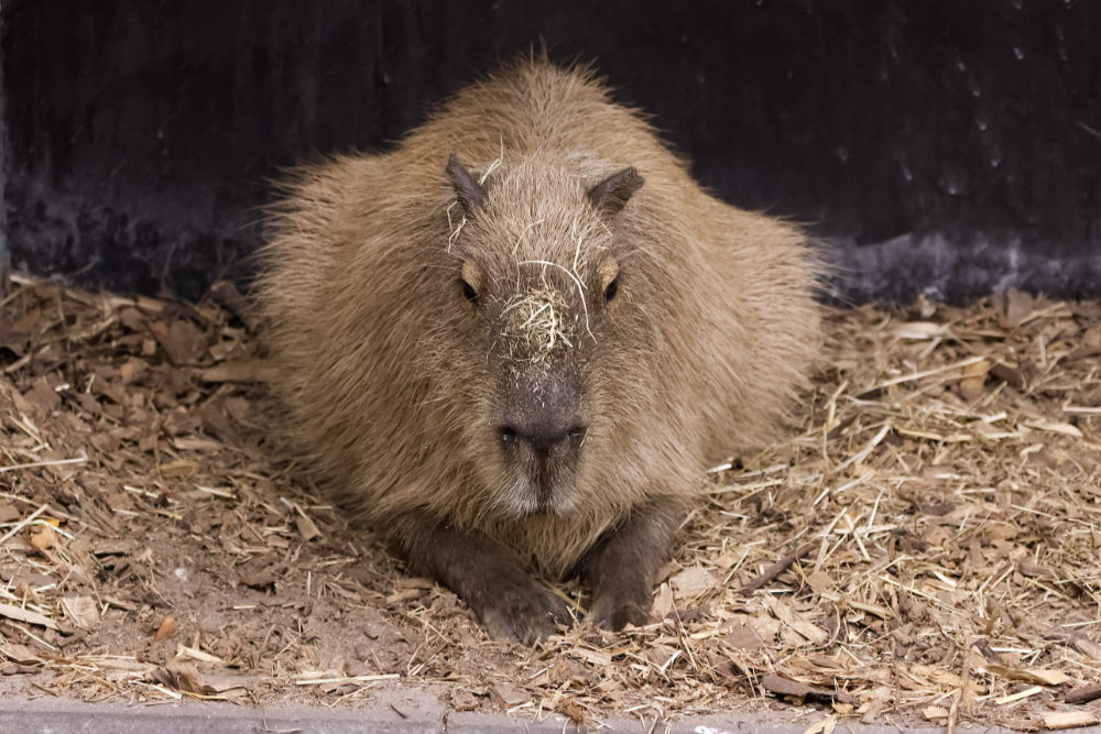 Foto van Capibara (Hydrochoerus hydrochaeris) in ZooParc Overloon