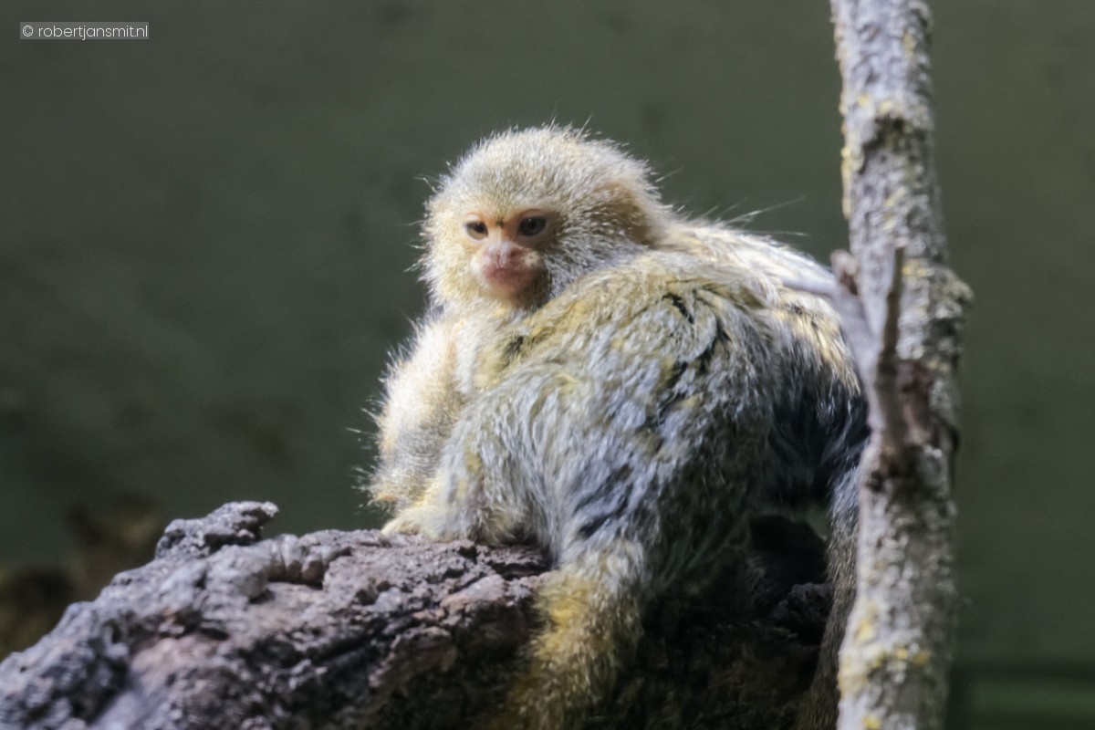 Foto van Oostelijke dwergzijdeaap (Cebuella niveiventris) in Zoo Berlin