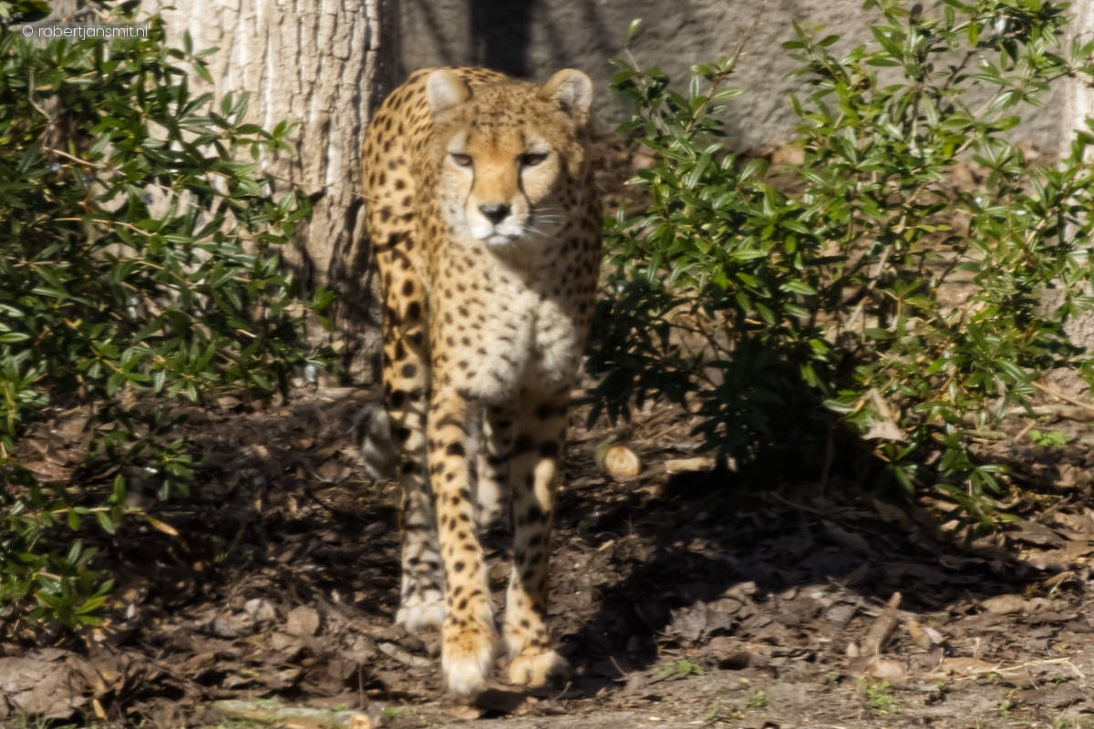 Foto van Cheeta (Acinonyx jubatus) in Tierpark Berlin