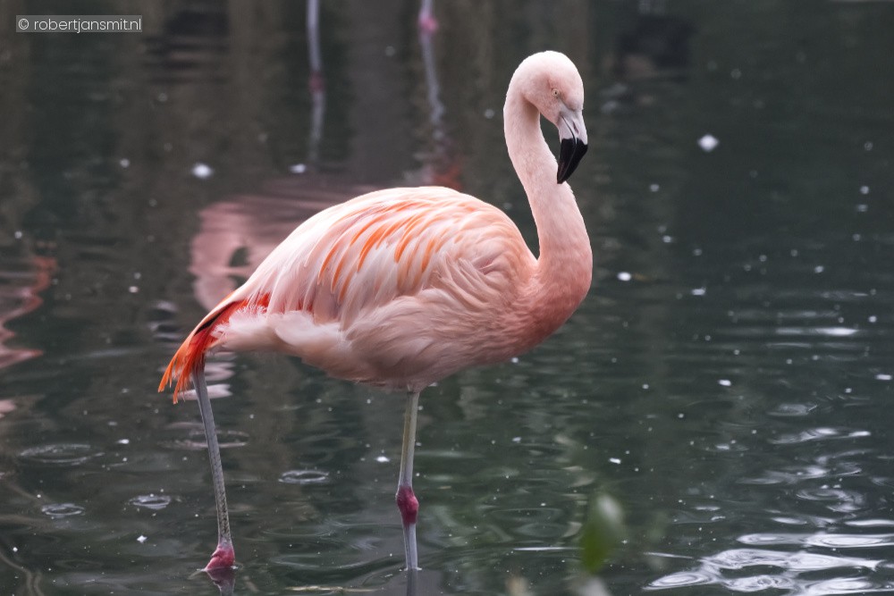 Foto van Chileense flamingo (Phoenicopterus chilensis) in ZooParc Overloon