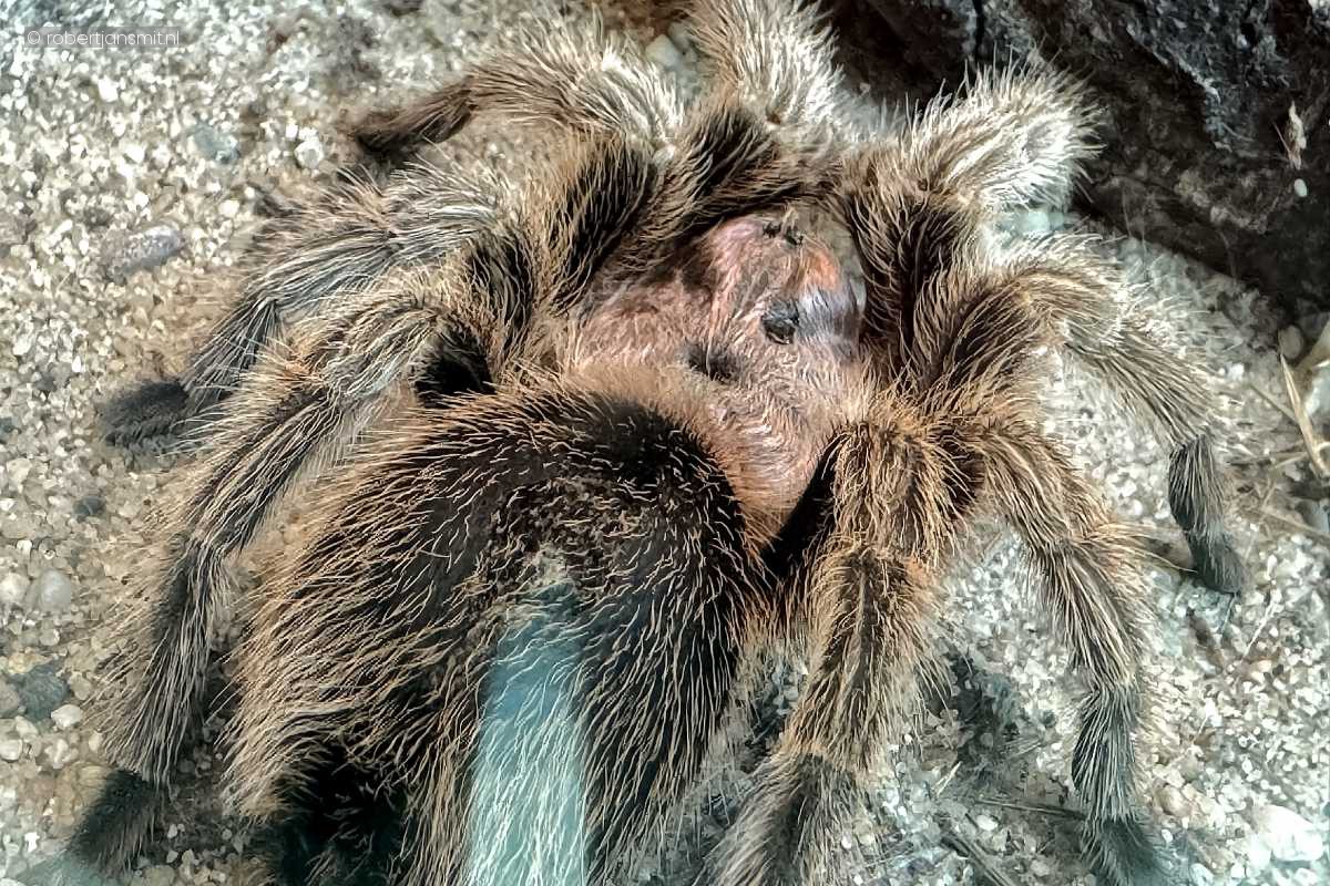Foto van Chileense Vogelspin (Grammostola rosea) in Artis Amsterdam